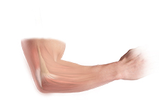 Elbow Anatomy