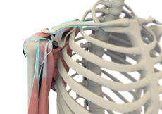 Shoulder Anatomy